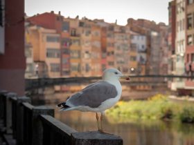 Por qué Girona es la excursión perfecta de un día desde Barcelona